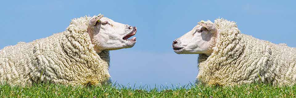 Die Stimme trainieren